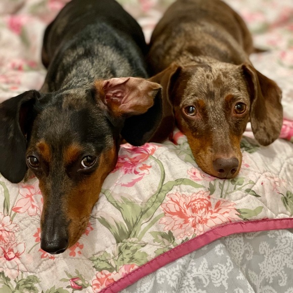 Meet your Posher, Meggie - Picture 5 of 7